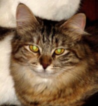 Kotka syberyjska Erisa